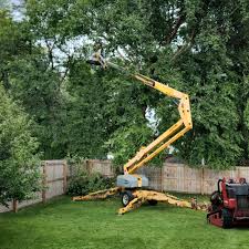 Best Lawn Renovation and Restoration  in Baileys Crossroads, VA