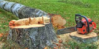 Best Commercial Tree Services  in Baileys Crossroads, VA