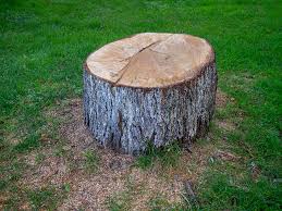 Best Tree Maintenance Programs  in Baileys Crossroads, VA