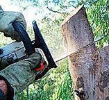Best Tree Preservation Services  in Baileys Crossroads, VA