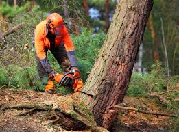 Best Lawn Watering Services  in Baileys Crossroads, VA
