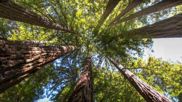  Baileys Crossroads, VA Tree Services Pros