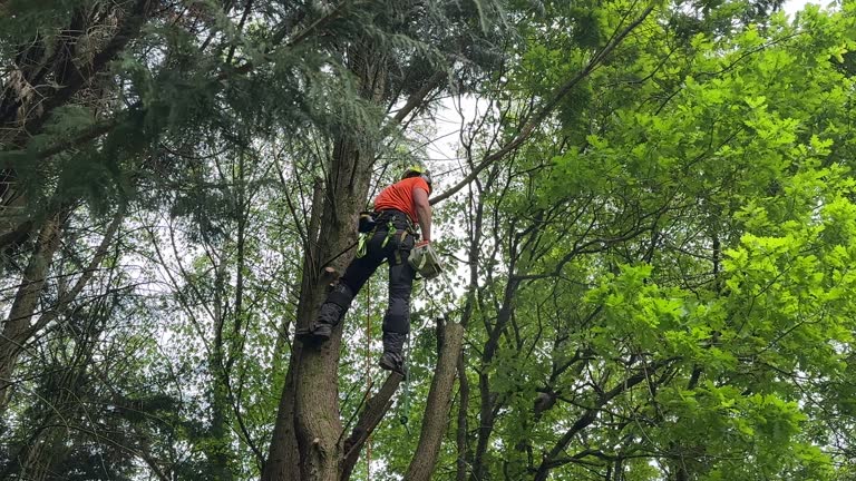 Best Hazardous Tree Removal  in Baileys Crossroads, VA