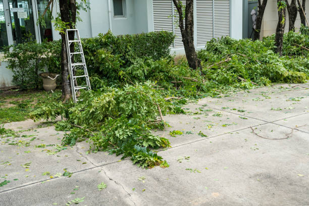 Best Stump Grinding and Removal  in Baileys Crossroads, VA