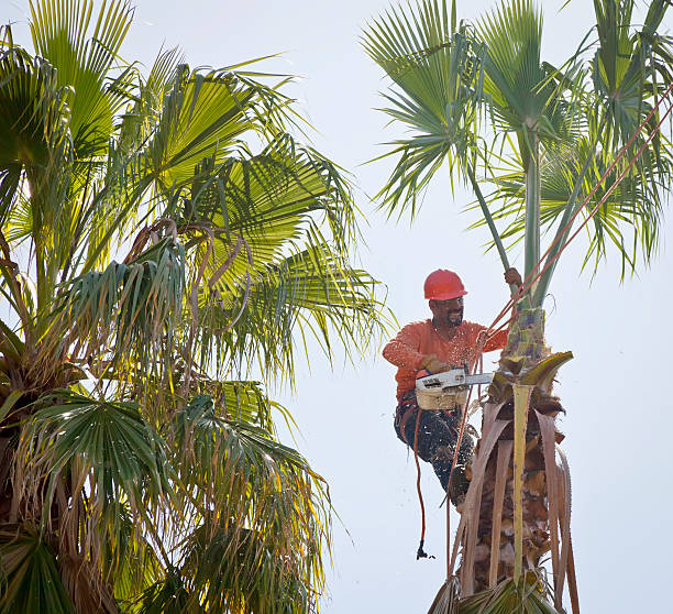 How Our Tree Care Process Works  in  Baileys Crossroads, VA