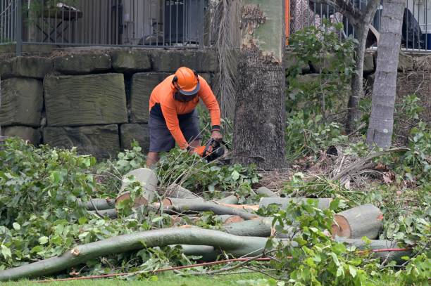 Trusted Baileys Crossroads, VA Tree Services Experts