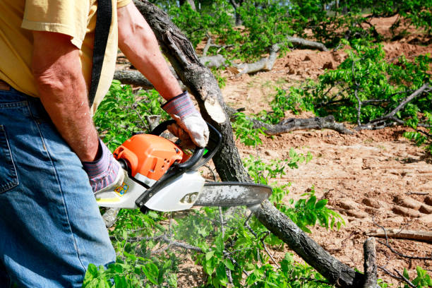 Best Aeration Services  in Baileys Crossroads, VA